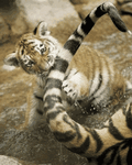 pic for Tiger Cub